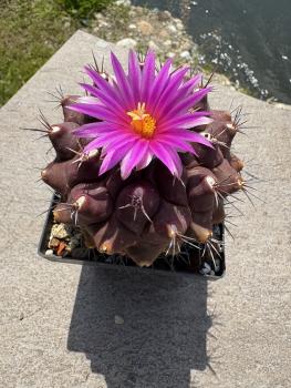 Preview: Thelocactus buekii